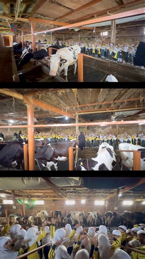 🥛 The Story of Milk | An Eye-Opening Dairy Farm Experience #FromPastureToPour #DairyFarmVisit #MilkStory #FreshFromTheFarm #FarmToGlass #DairyLife #SustainableFarming #CowsCareMilk #BehindTheBarn #AgriTour #FarmExperience #HealthyLiving | Islamic Global School
