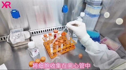 细胞实验小白入门系列/第三课-细胞传代（贴壁细胞）