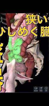 【骨盤臓器】狭い骨盤腔にひしめく臓器たち！