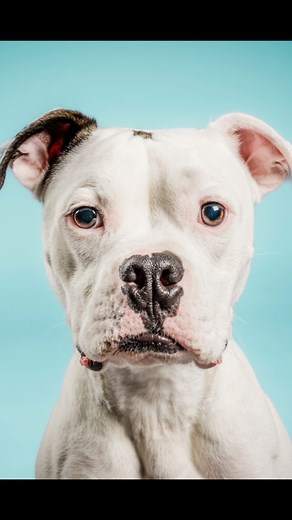 Loki had his very own photo shoot with Junebug Photography , perfectly capturing his sweetness! This adoptable pup is ready to steal your heart. ❤️ https://unchainedmelodies.org/adopt/#dogrescue #RescueDog #photoready | Unchained Melodies Dog Rescue