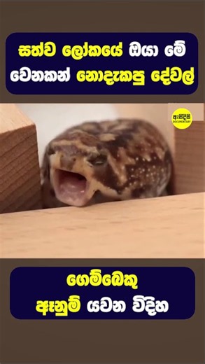 ඔයා ජීවිතේටම මේවා දකින්නෙ අද තමයි😨 #shorts