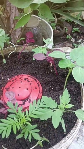 CompostNGrowPotൽ നട്ട തക്കാളിയും വെണ്ടയും പൂവിടാറാവുമ്പോഴേക്കും ചീര വിളവെടുക്കാം🌱#basil