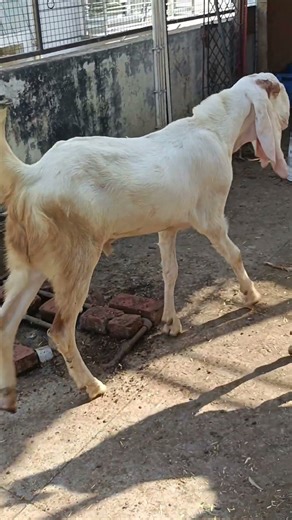 Gujri Makki Cheena Aur Gulabi Munda Okhal Me Available