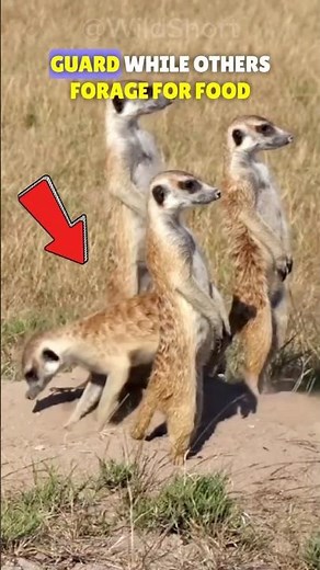 🌵Meerkats: Sentinels And Survivors!👀
