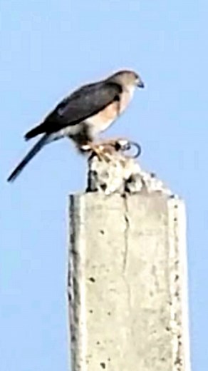 Shikra Feeding on a Large Lizard: Bird of Prey in Action | Charismatic Planet Earth | Facebook