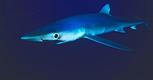 We leave you this Sunday swimming among blue sharks off the coast of Rhode Island