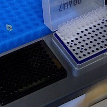 Video: Determination of In Vitro and Cellular Turn-on Kinetics for Fluorogenic RNA Aptamers