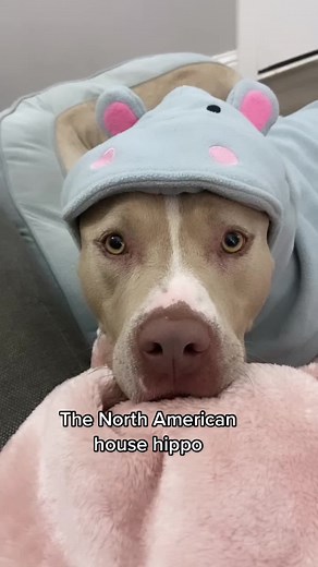 Discovering the North American House Hippo