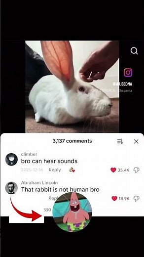 "That rabbit is not human bro" 🫩 #memes #funny