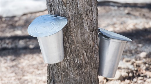 Maple syrup season closes on a sweet note