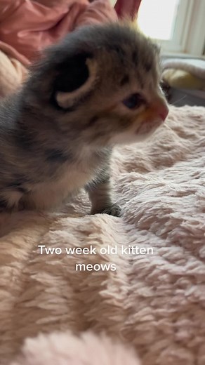 Adorable Baby Kitten Meowing Compilation