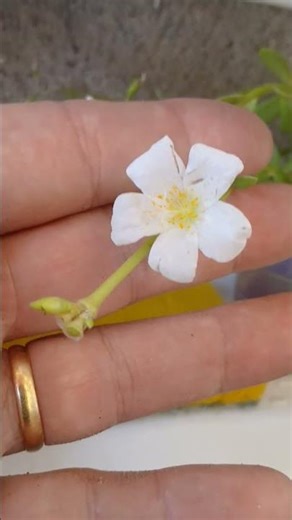 Onze-Horas/(Portulaca umbraticola) Kunth.
