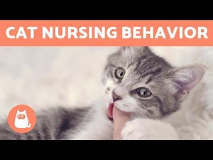 Why is My CAT Still SUCKLING? 🐱 (4 Reasons for Nursing Behavior)