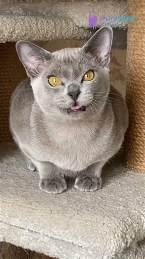 Meet Markiz: Blue Burmese with Yellow Eyes & a Silky Rare Coat Sweet, Loyal & So Loving 💛🐾 #Burmese