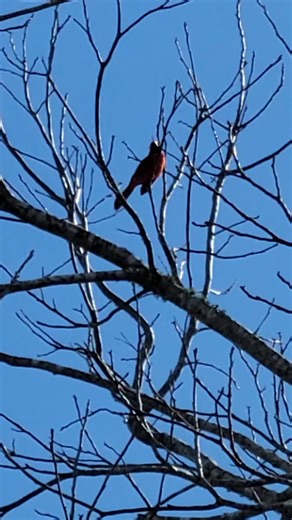 Red Bird Singing #Red Bird
