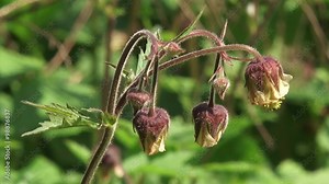 Water avens, Purple avens (Geum rivale) grows in bogs and damp meadows - close up + zoom out