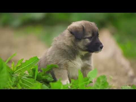 Puppy Head Turn - Animation Reference