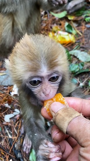 Monkey Edge #MonkeyBusiness #MonkeyLove #WildlifeWednesday #CuteMonkeys #MonkeyFacts #AnimalKingdom | Monkey Edge | Facebook