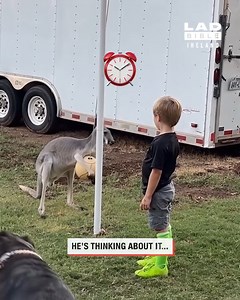 678K views · 1K reactions | Boy plays tetherball with kangaroo 類 | LADbible Ireland | Facebook
