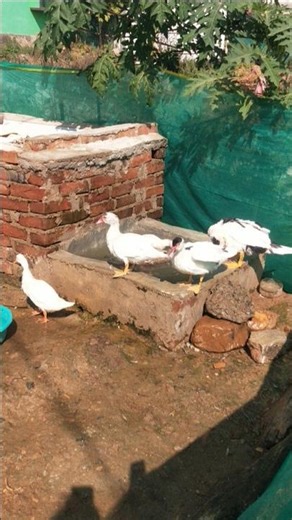 Indian runner duck farming in village #birds #ducklingspro #animals #duck #ducklife #duckfarmer