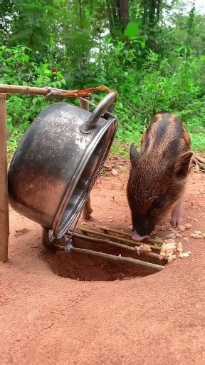 171K views · 813 reactions | Build Underground Wild boar Trap Using Iron Year& Wood Fall in to Deep Hole #shorts #reelschallenge | Bird Trap | Facebook