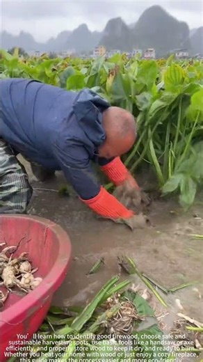 Gather Winter Firewood in the Wild! 🔥🌲