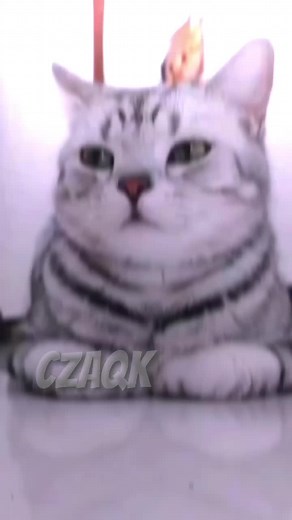 Happy Cat Smiling Compilation