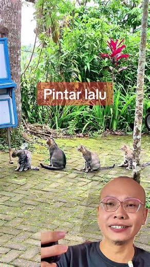 Kucing aja ngantri #haha #kucingpintar #ngakak #kucing