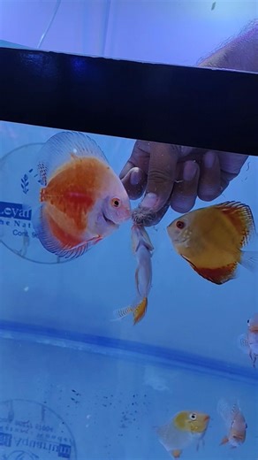 Discus Fish Hand Feeding | Loyal Aquarium | #exoticaquariumfish