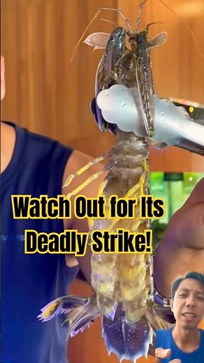 Massive Mantis Shrimp Found! Watch Out for Its Deadly Strike!