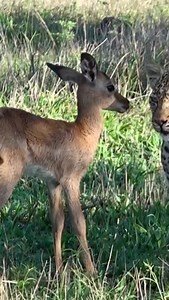 65K views · 39K reactions | We are well into impala lambing season, a...