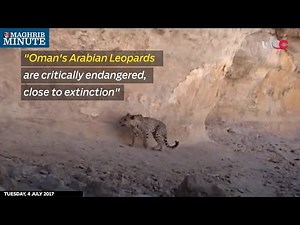 "Oman's Arabian Leopards are critically endangered, close to extinction"