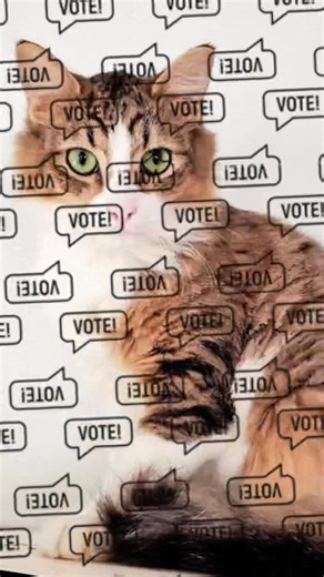 😻 Give your daily good deed a fluffy twist! Click, vote, and change a cat’s life today! 🐾 Every vote helps us rescue, heal, and feed more kitties in need! 🏆 🗳️ Vote daily—it’s FREE! https://www.cathouseonthekings.com/shelterchallenge | The Cat House On The Kings.com