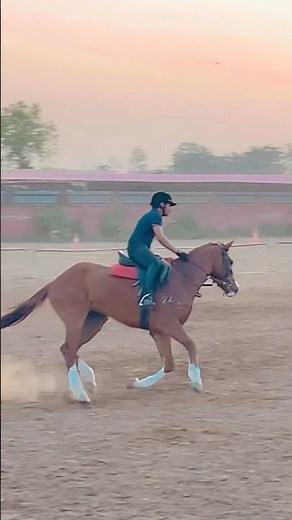 Show Jumping Practice in Fast Canter #equestrian #horseriding #canter