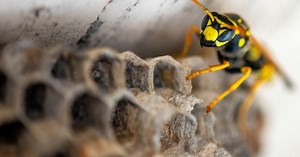 Why you can 'adopt' a wasp in WA this summer