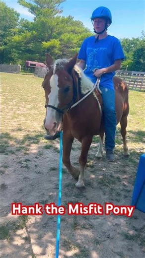 Haflinger Hank the Misfit Pony is learning patience. #ponyhorse #horse #ponylife #ponyrider #ponies