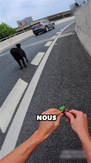 🐶 Sauvetage en urgence sur l'autoroute — Luna jetée d'un coffre en pleine bretelle de sortie. Les caméras ont tout filmé. On va remonter jusqu'à eux. Chaque jour, des animaux sont abandonnés comme des déchets sur les routes. Notre mission : leur offrir des soins, un refuge, et faire condamner les responsables. Soutiens la cause animale, abonne-toi pour suivre l'enquête et la partie 2 🐶⚖️#sauvetageanimal #chiens #chats #sauvetage #abandon
