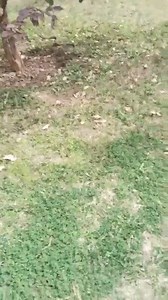 9.5K views · 53 reactions | Snake spotted right in front of CL. Couples should avoid this spot | QAU confession's & Hot crushes | Facebook