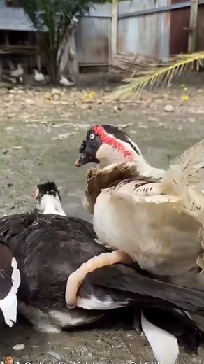 3.3K views | Duck Screwdriver. #screwdriver #duckmating | Bucee Brain | Facebook