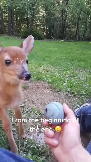 Robbie Regan's Funny Deer Hunting Prank