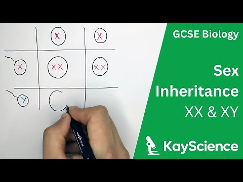 GCSE Biology - Sex Inheritance (XX XY Sex Chromosomes)