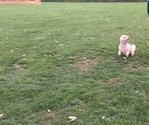 Retrieval practise with Walter the #schnoodle. #schnoodletraining #schnoodles #schnoodleclub #retrieval #retrievalpractice #doesnthavetobeagundog #anydogcanretrieve #fundogtraining #fundogclasses #rewardbaseddogtraining #dogclassegham #dogclassesegham #eghamdogschool #eghamdogclub | Pet Necessities Dog Training and Behaviour