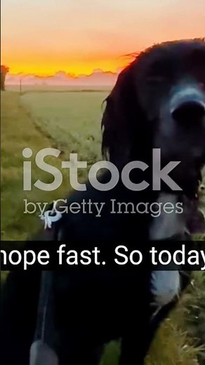 How to Train Your Reactive Dog: Techniques & Tips