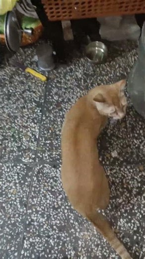 rabies patient, bat and rabies vaccine, rabies awareness video, animal bite prevention#shorts video