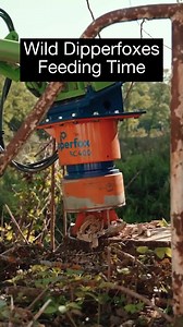 Just your friendly @dipperfoxtech doing what it does best — munching stumps and making money. DipperFox doesn’t play — $2,000 every grind. @dipperfoxtech Ripping It efficiently, how many stumps could you clear in a day? #stumpgrinding #dipperfoxtech #rippingit #rippingitoutdoors #stumpgrinder #excavator #innovativeoutdoorstechnology #conservation #growth #preservation | Ripping It Outdoors LLC