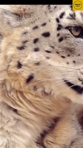 2.4K views · 33 reactions | A leopard cub was abandoned by her mother, what happened next will surprise you #explore #viral #knowledge #education #viralreel #explorepage #history #research | Amazing Facts | Facebook