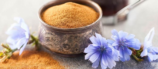 How to use chicory root powder - Blog - Undersun Biomedtech Corp
