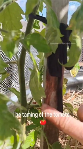 The taming of the tomato!