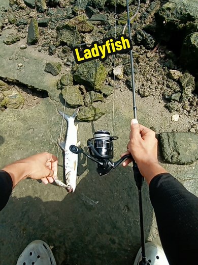 🔥#ultralight #mancing #fishing #ladyfish #fyp