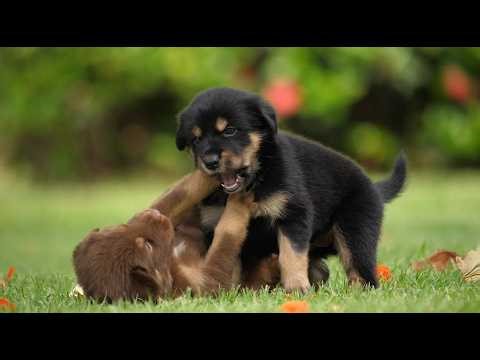 CUTE BABY ANIMALS 😍😍😍